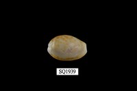 藏品(紅花寶螺)的圖片